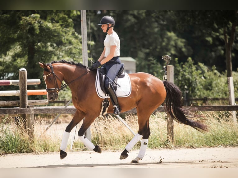 Westfale Stute 7 Jahre 163 cm Brauner in Ahaus