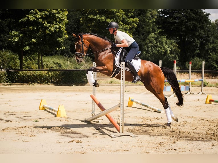 Westfale Stute 7 Jahre 163 cm Brauner in Ahaus