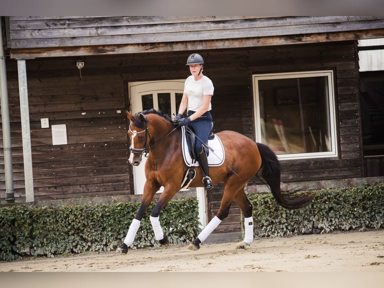 Westfale Stute 7 Jahre 163 cm Brauner in Ahaus