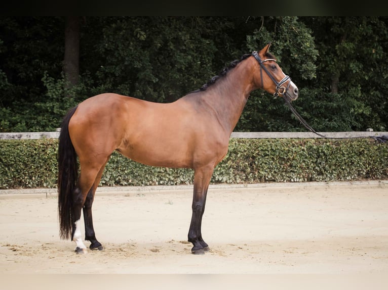 Westfale Stute 7 Jahre 163 cm Brauner in Ahaus