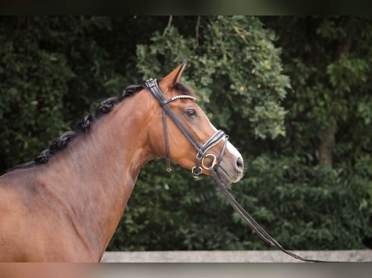 Westfale Stute 7 Jahre 163 cm Brauner in Ahaus