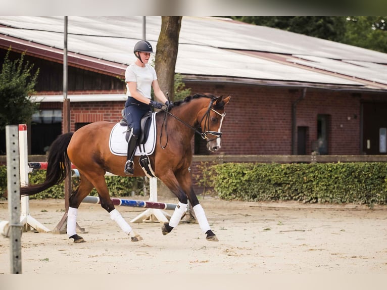 Westfale Stute 7 Jahre 163 cm Brauner in Ahaus