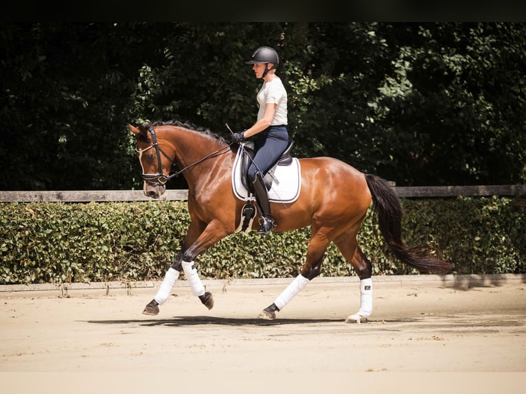 Westfale Stute 7 Jahre 163 cm Brauner in Ahaus
