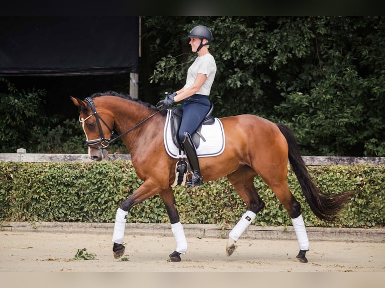 Westfale Stute 7 Jahre 163 cm Brauner in Ahaus