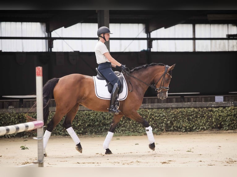 Westfale Stute 7 Jahre 163 cm Brauner in Ahaus