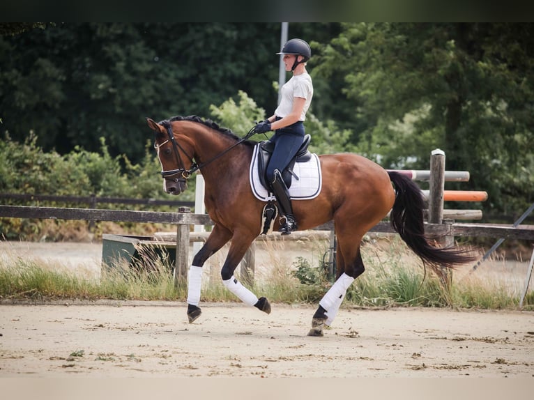 Westfale Stute 7 Jahre 163 cm Brauner in Ahaus