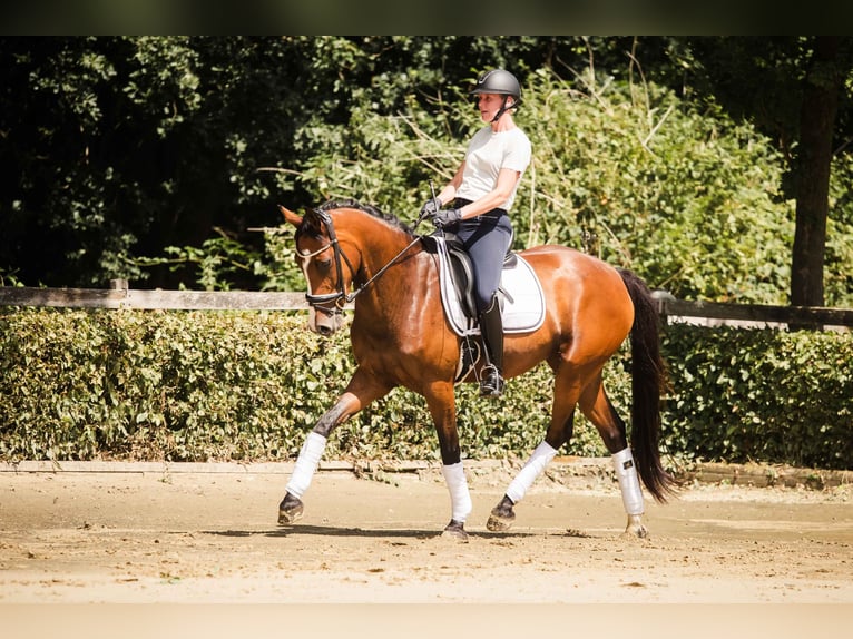Westfale Stute 7 Jahre 163 cm Brauner in Ahaus