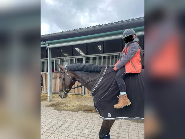 Westfale Stute 7 Jahre 163 cm Brauner in Bergisch Gladbach