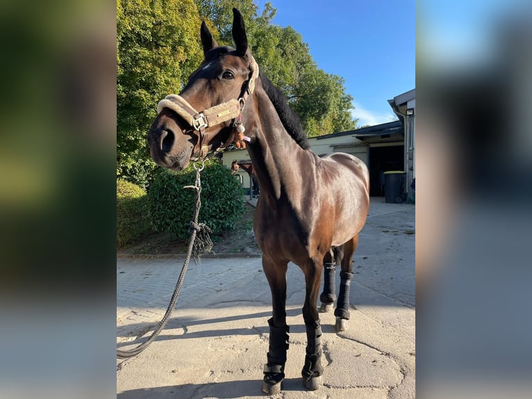 Westfale Stute 7 Jahre 163 cm Brauner in Bergisch Gladbach
