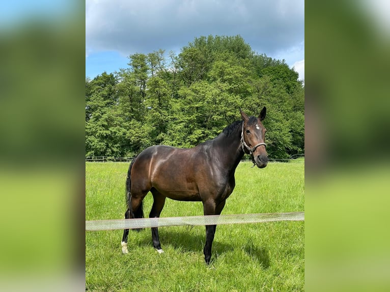 Westfale Stute 7 Jahre 163 cm Brauner in Bergisch Gladbach