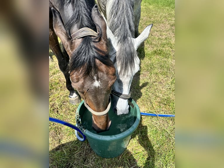 Westfale Stute 7 Jahre 163 cm Brauner in Bergisch Gladbach