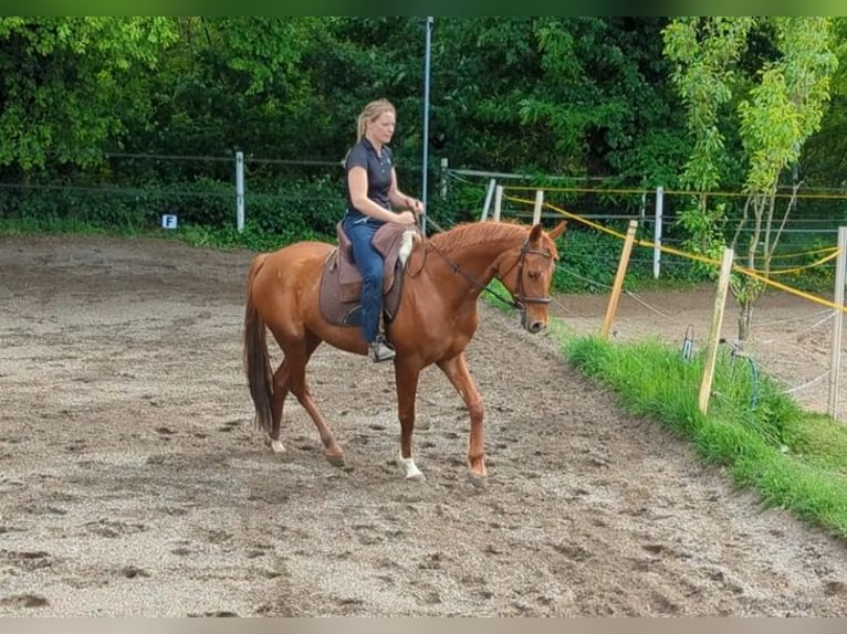 Westfale Stute 7 Jahre 163 cm Dunkelfuchs in Speyer