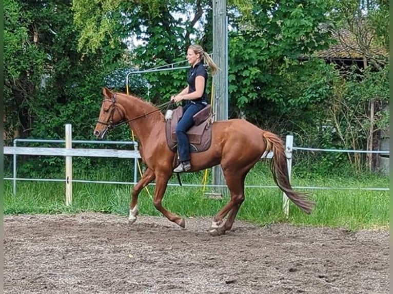 Westfale Stute 7 Jahre 163 cm Dunkelfuchs in Speyer