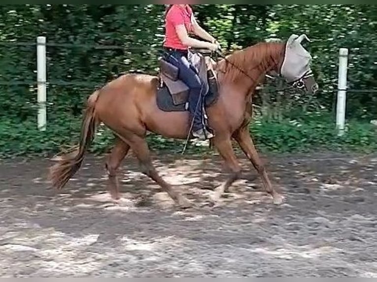Westfale Stute 7 Jahre 163 cm Dunkelfuchs in Speyer