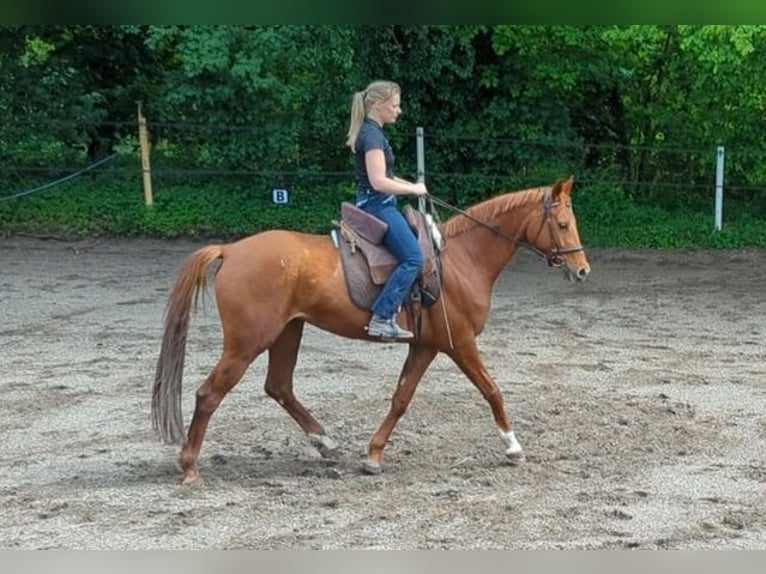Westfale Stute 7 Jahre 163 cm Dunkelfuchs in Speyer