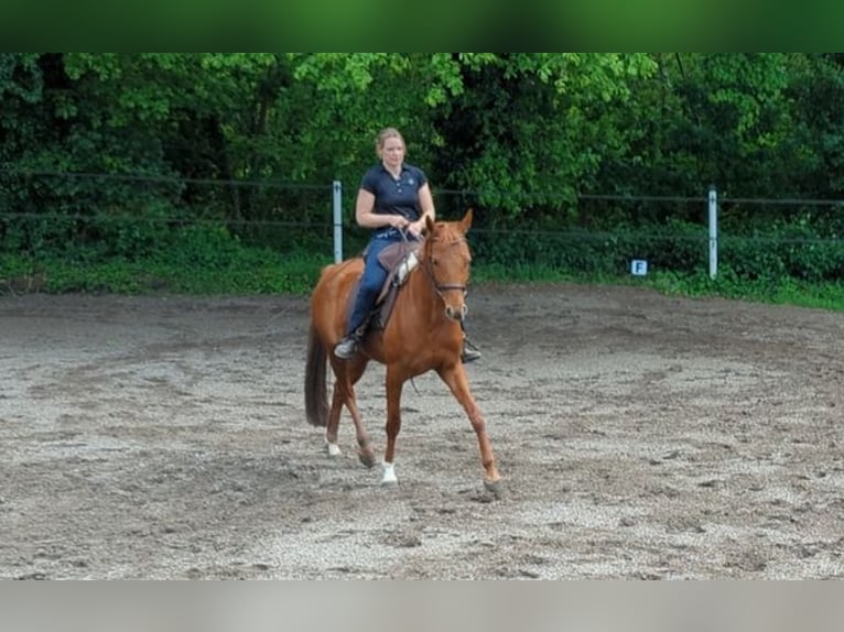 Westfale Stute 7 Jahre 163 cm Dunkelfuchs in Speyer