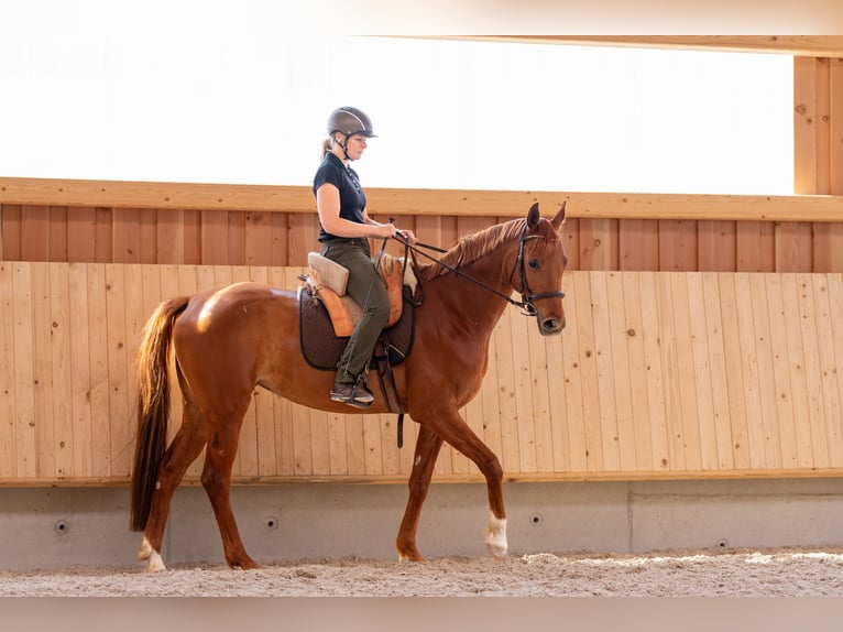 Westfale Stute 7 Jahre 163 cm Dunkelfuchs in Speyer