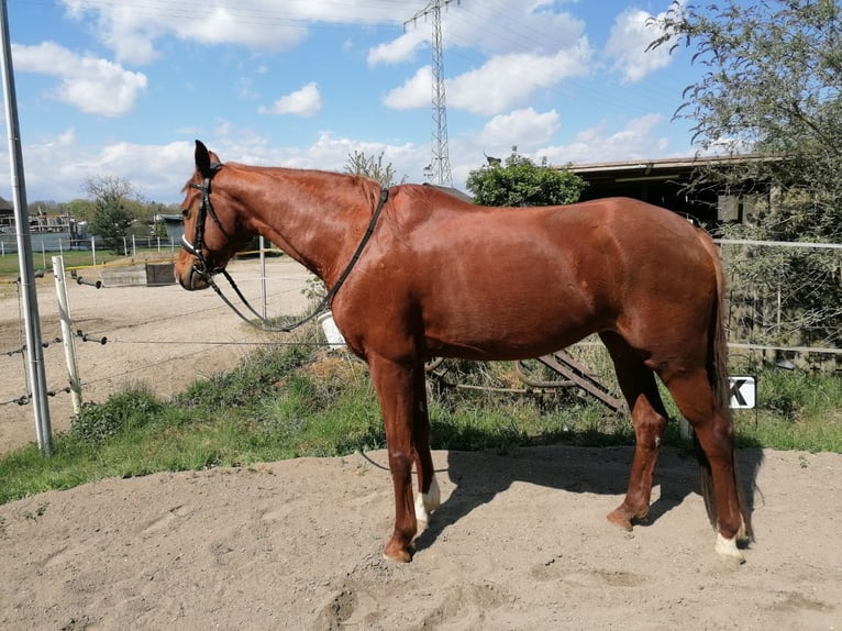 Westfale Stute 7 Jahre 163 cm Dunkelfuchs in Speyer