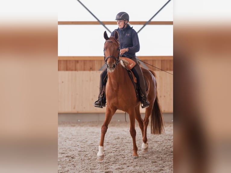 Westfale Stute 7 Jahre 163 cm Dunkelfuchs in Speyer