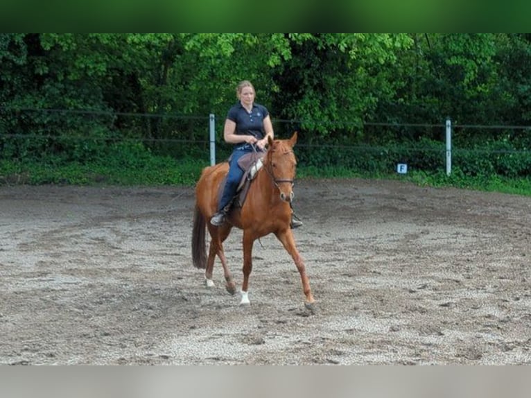 Westfale Stute 7 Jahre 163 cm Dunkelfuchs in Speyer