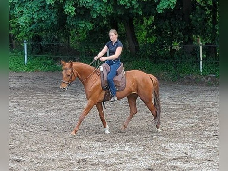 Westfale Stute 7 Jahre 163 cm Dunkelfuchs in Speyer