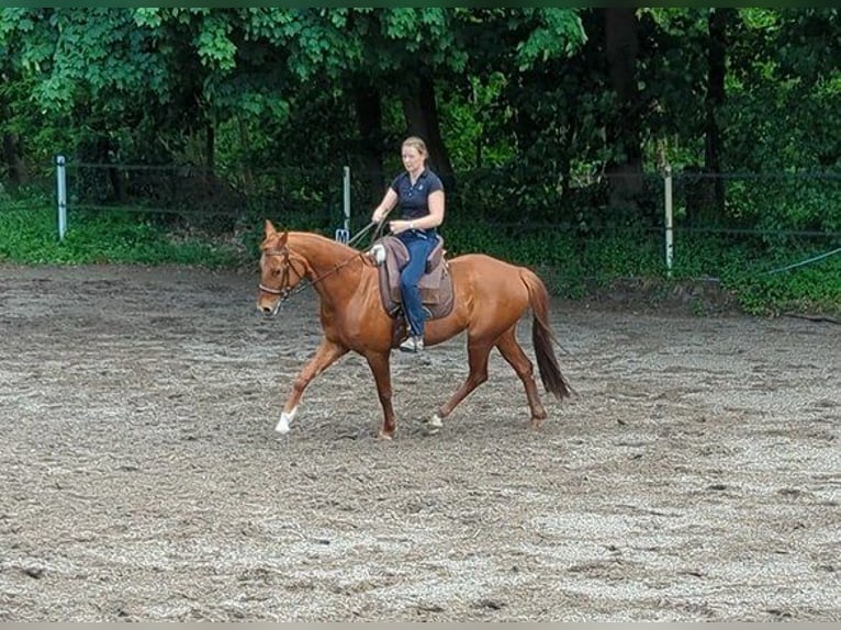 Westfale Stute 7 Jahre 163 cm Dunkelfuchs in Speyer