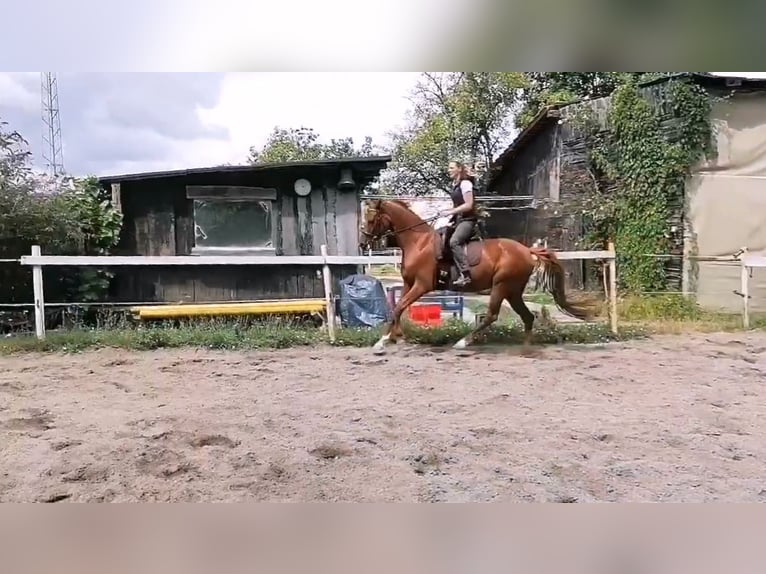 Westfale Stute 7 Jahre 163 cm Dunkelfuchs in Speyer