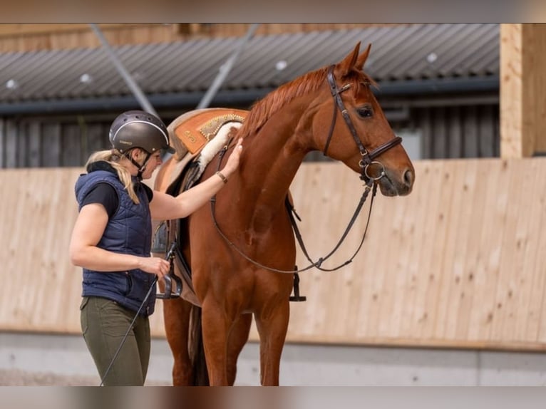 Westfale Stute 7 Jahre 163 cm Dunkelfuchs in Speyer