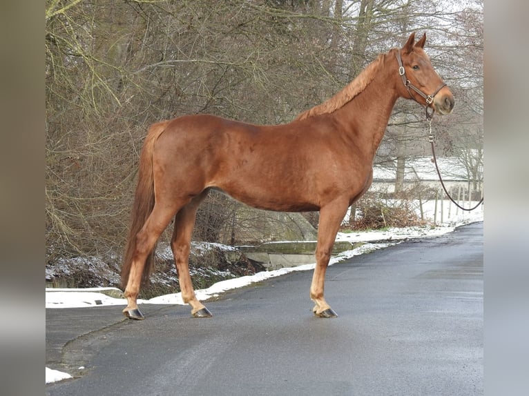 Westfale Stute 7 Jahre 163 cm Fuchs in Verl