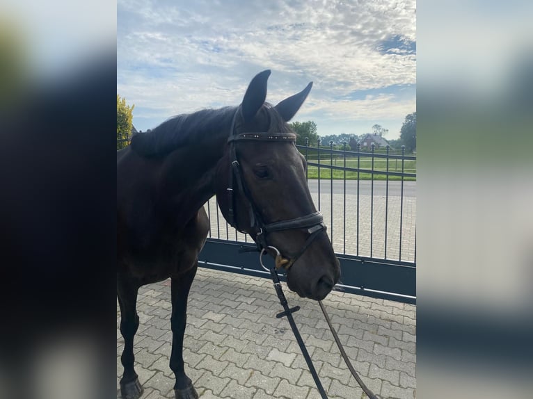 Westfale Stute 7 Jahre 163 cm Rappe in Neuenkirchen
