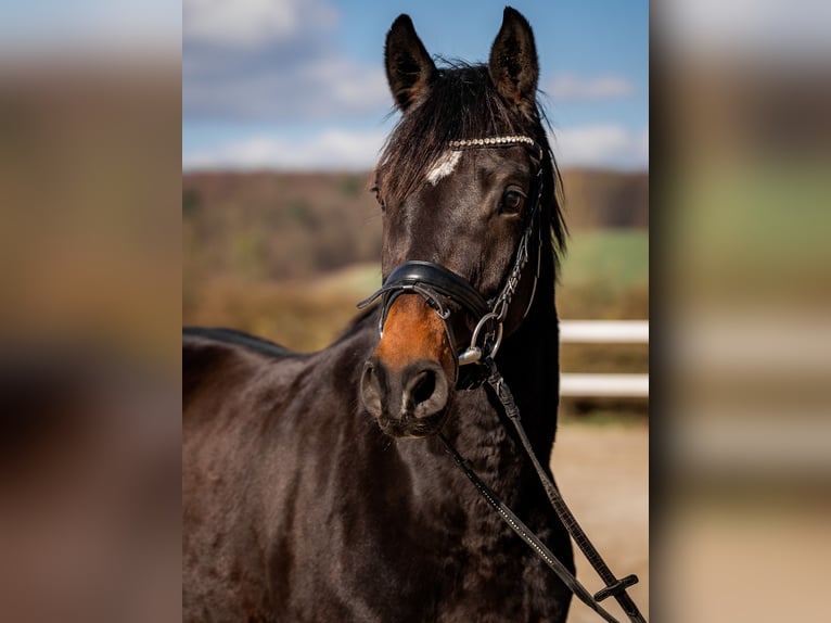 Westfale Stute 7 Jahre 163 cm Schwarzbrauner in Brakel