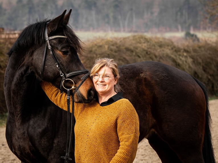 Westfale Stute 7 Jahre 163 cm Schwarzbrauner in Brakel