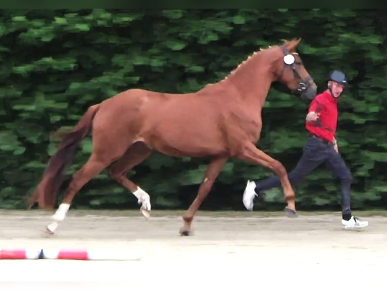Westfale Stute 7 Jahre 163 cm Schwarzbrauner in Brakel