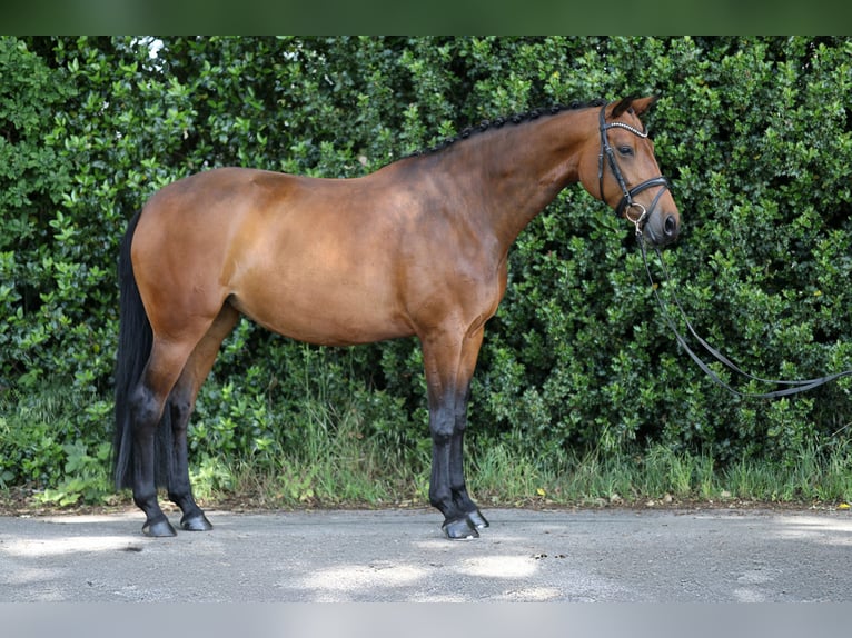 Westfale Stute 7 Jahre 164 cm Brauner in Thuine