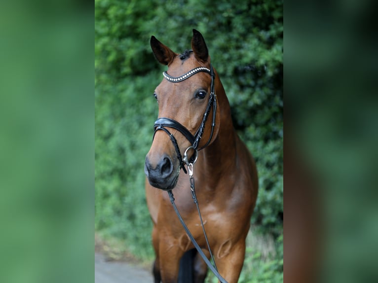Westfale Stute 7 Jahre 164 cm Brauner in Thuine
