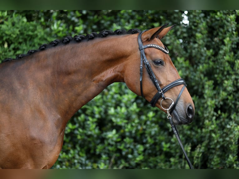 Westfale Stute 7 Jahre 164 cm Brauner in Thuine