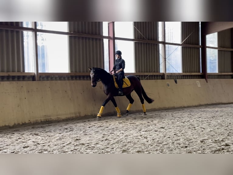 Westfale Stute 7 Jahre 164 cm Brauner in Schellerten