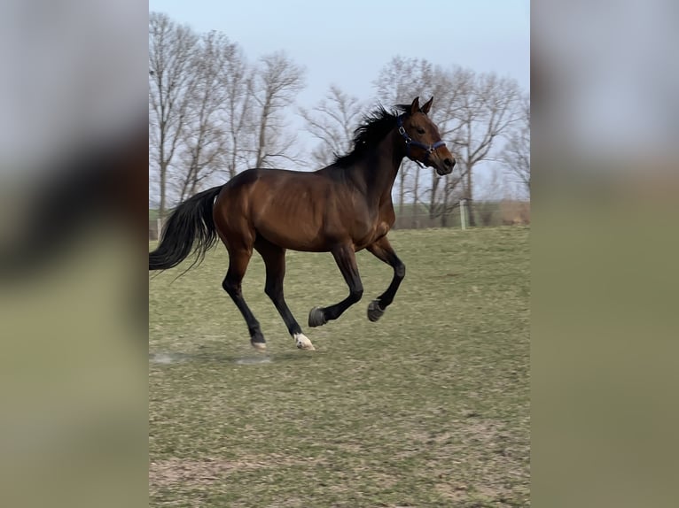 Westfale Stute 7 Jahre 164 cm Brauner in Schellerten