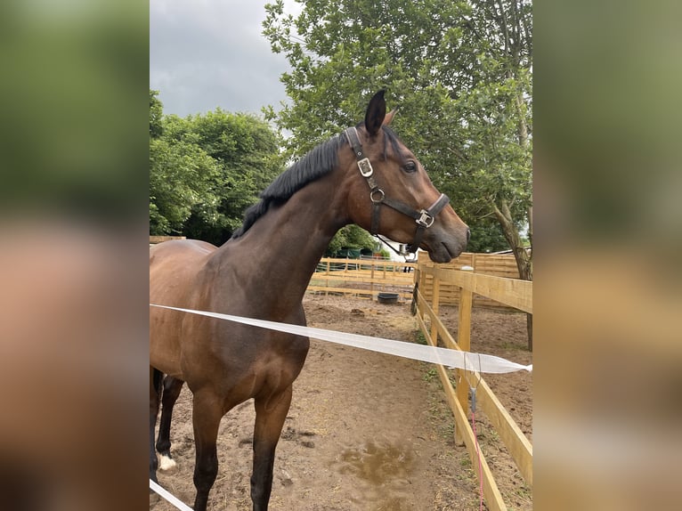 Westfale Stute 7 Jahre 164 cm Brauner in Schellerten