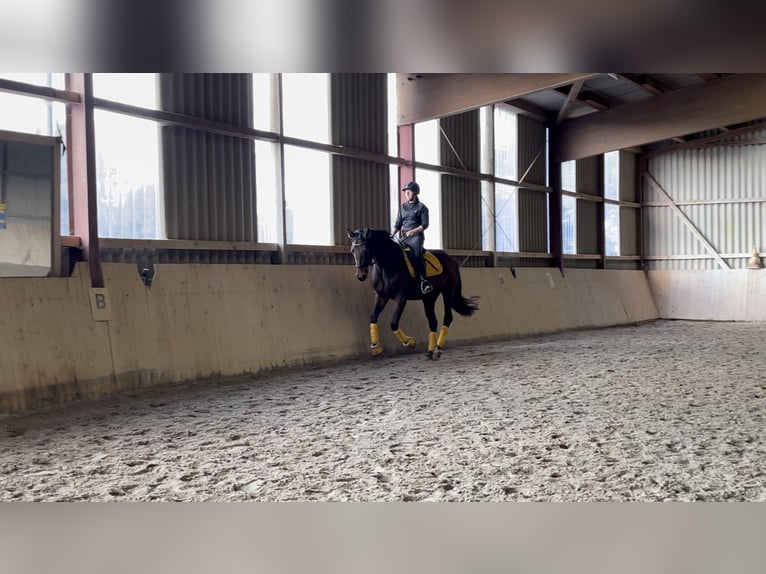 Westfale Stute 7 Jahre 164 cm Brauner in Schellerten