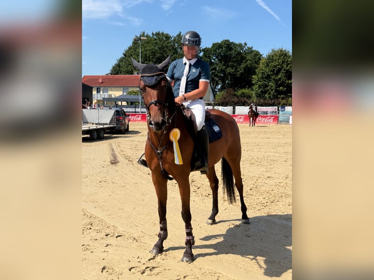 Westfale Stute 7 Jahre 164 cm Brauner in Büren
