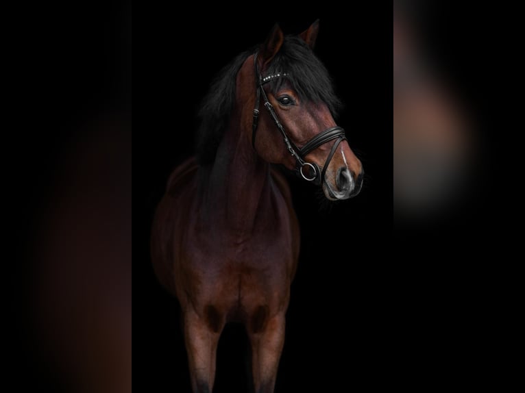 Westfale Stute 7 Jahre 164 cm Brauner in Büren