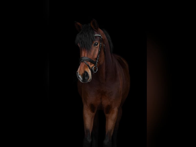 Westfale Stute 7 Jahre 164 cm Brauner in Büren