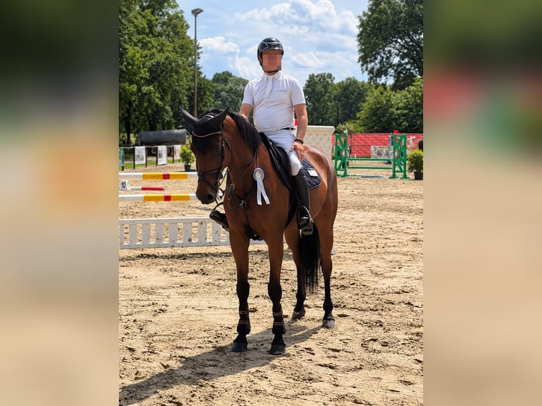 Westfale Stute 7 Jahre 164 cm Brauner in Büren