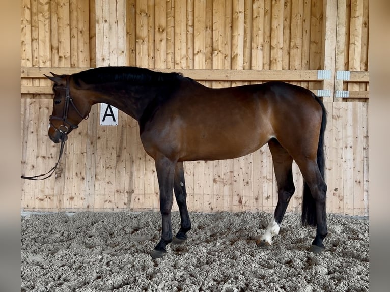 Westfale Stute 7 Jahre 164 cm Brauner in Meinerzhagen