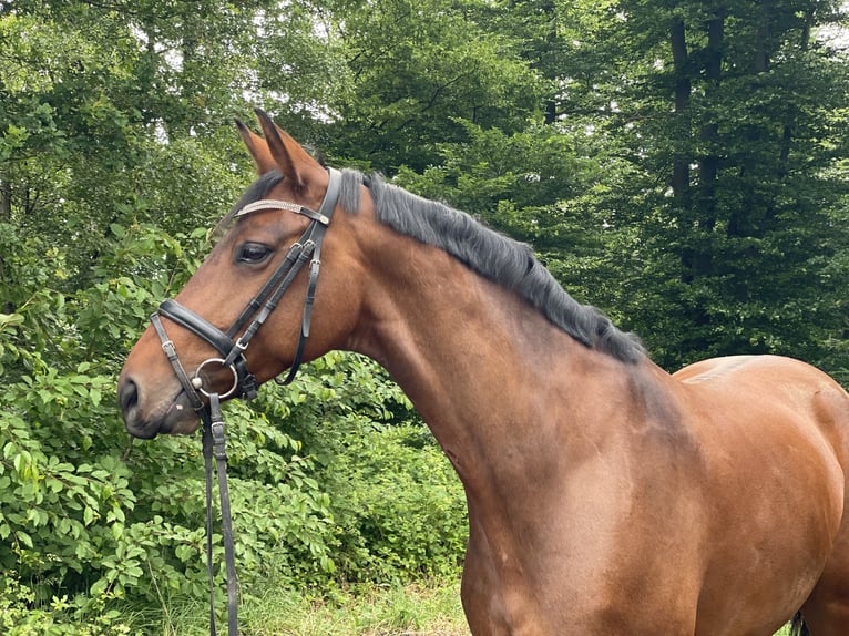 Westfale Stute 7 Jahre 164 cm Brauner in Overath