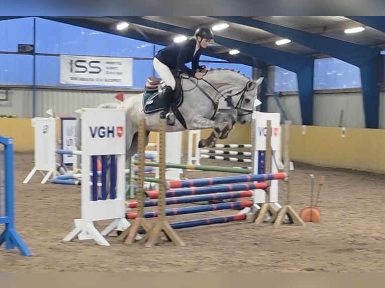 Westfale Stute 7 Jahre 164 cm Schimmel in Braunschweig