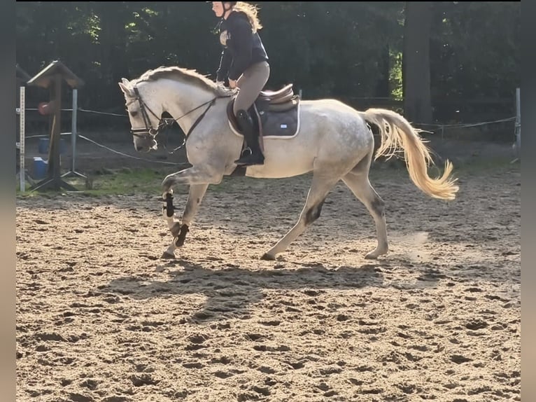 Westfale Stute 7 Jahre 164 cm Schimmel in Braunschweig