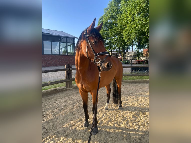Westfale Stute 7 Jahre 165 cm Brauner in Haltern am See