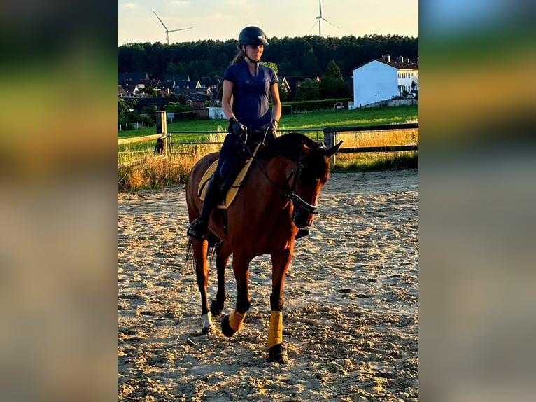 Westfale Stute 7 Jahre 165 cm Brauner in Haltern am See